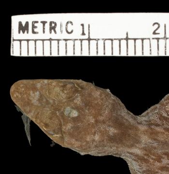 Media type: image; Herpetology R-81137